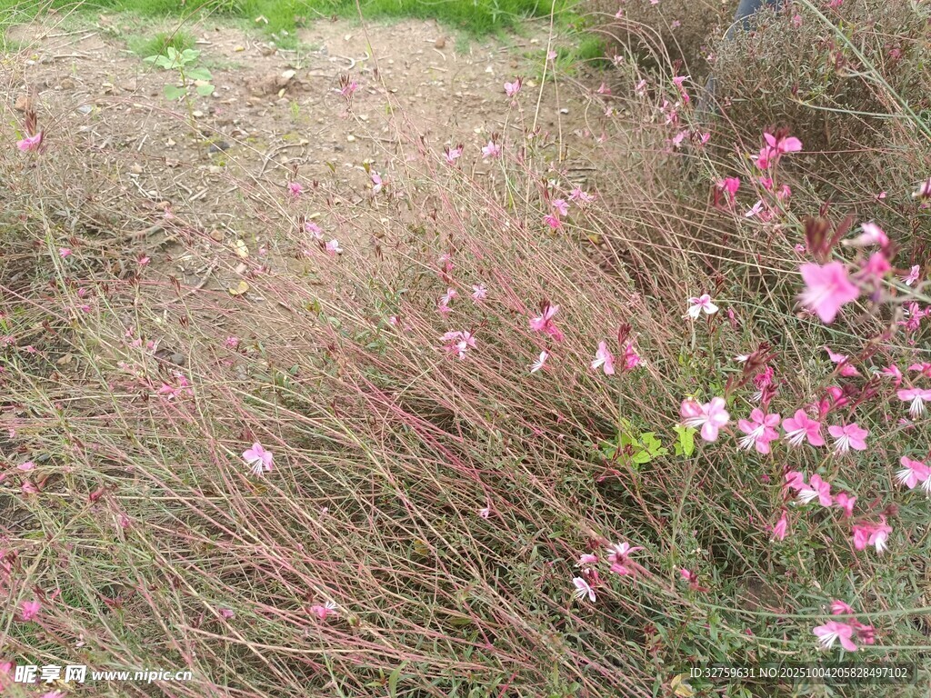 粉色小花绽放于草丛间