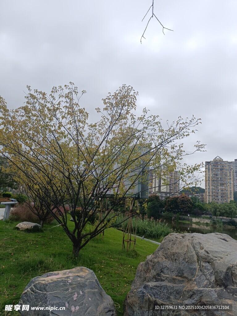 公园中的树木与巨石景观