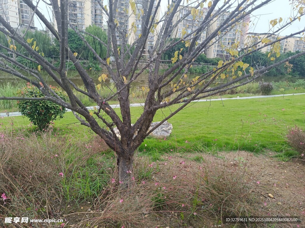 城市公园中的树木景观