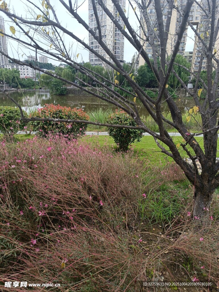 城市公园中的草木景观