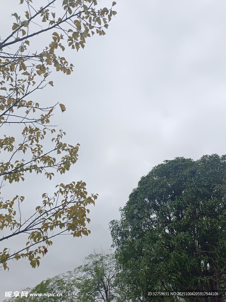 阴天中的树木枝叶景象