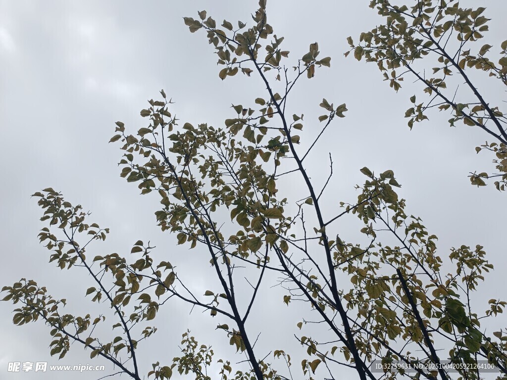 枝头新叶映灰白天空