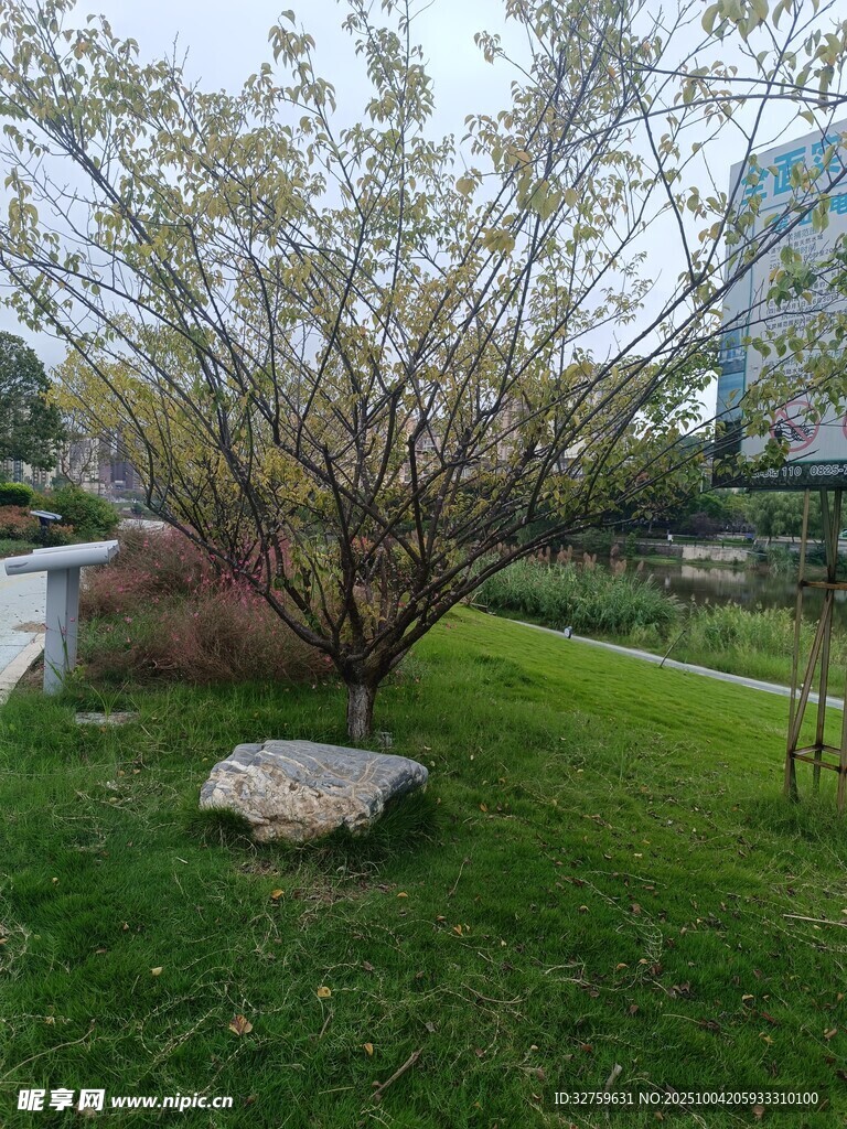 草坪上的树木与石头景观