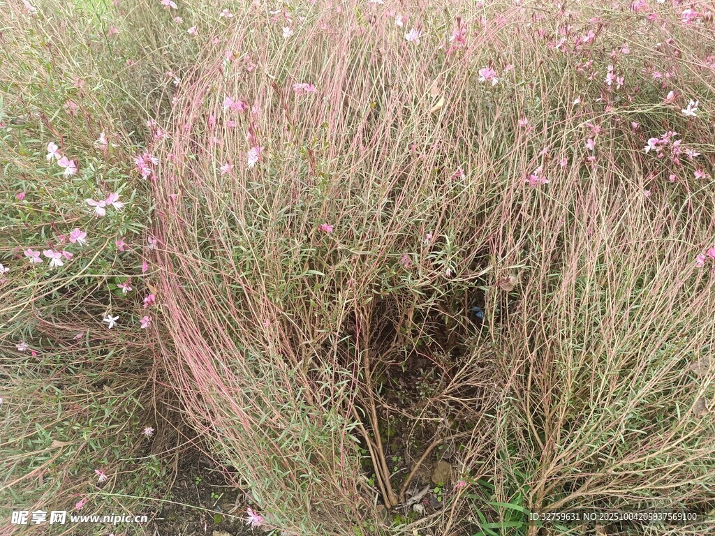 粉绿相间的茂盛草丛