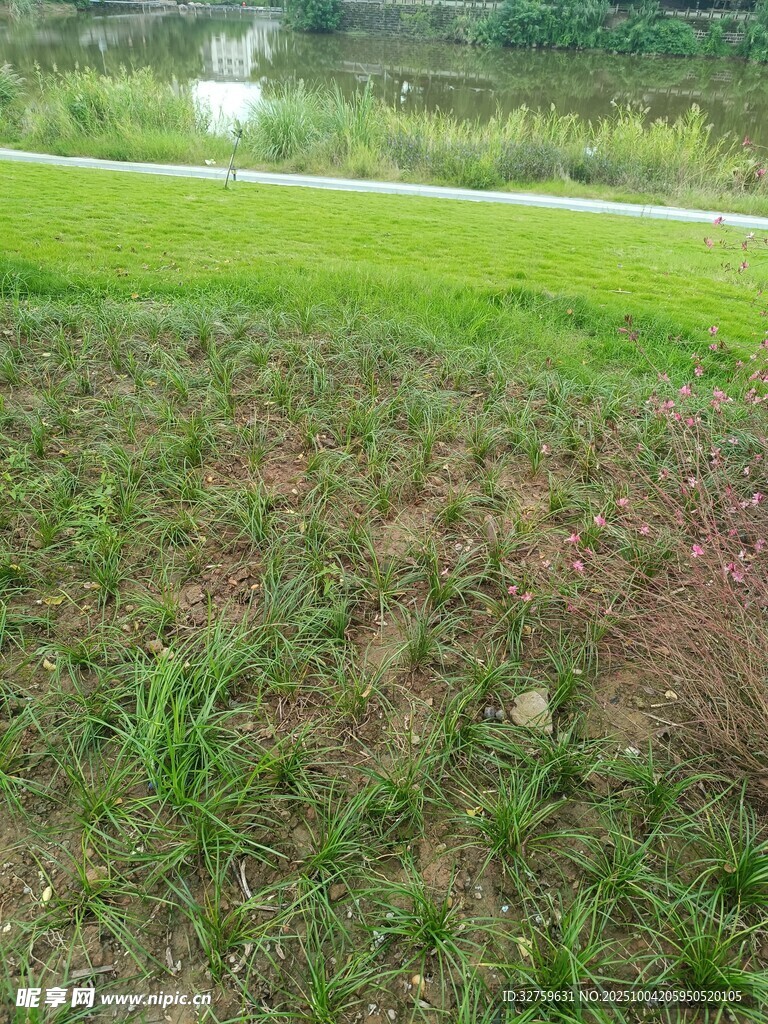 田野草地景观