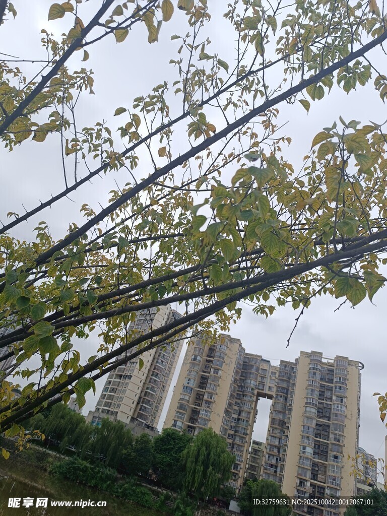 枝叶间的高楼景致