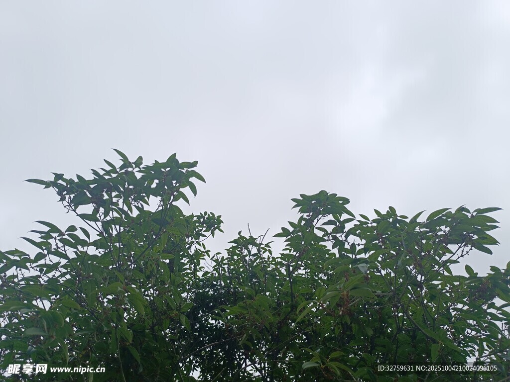 树梢之上的阴沉天空