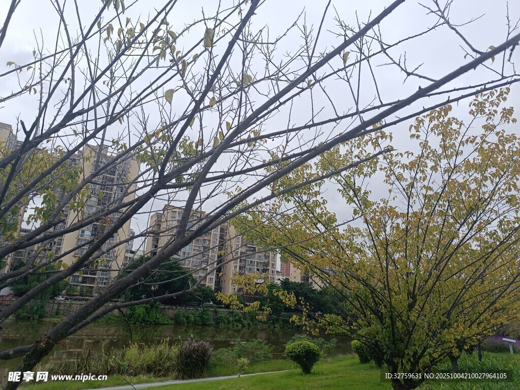 春日树枝与远处建筑景观