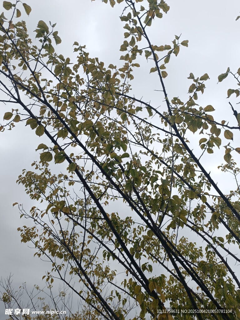 秋日树梢 