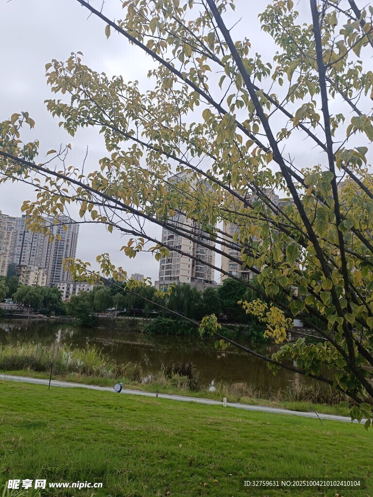 城市公园中的绿意景致