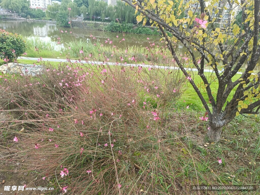 春日郊野植物景观