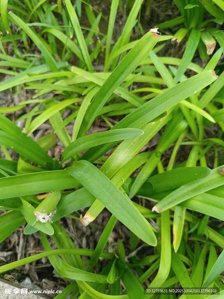 翠绿繁茂的丛生绿植