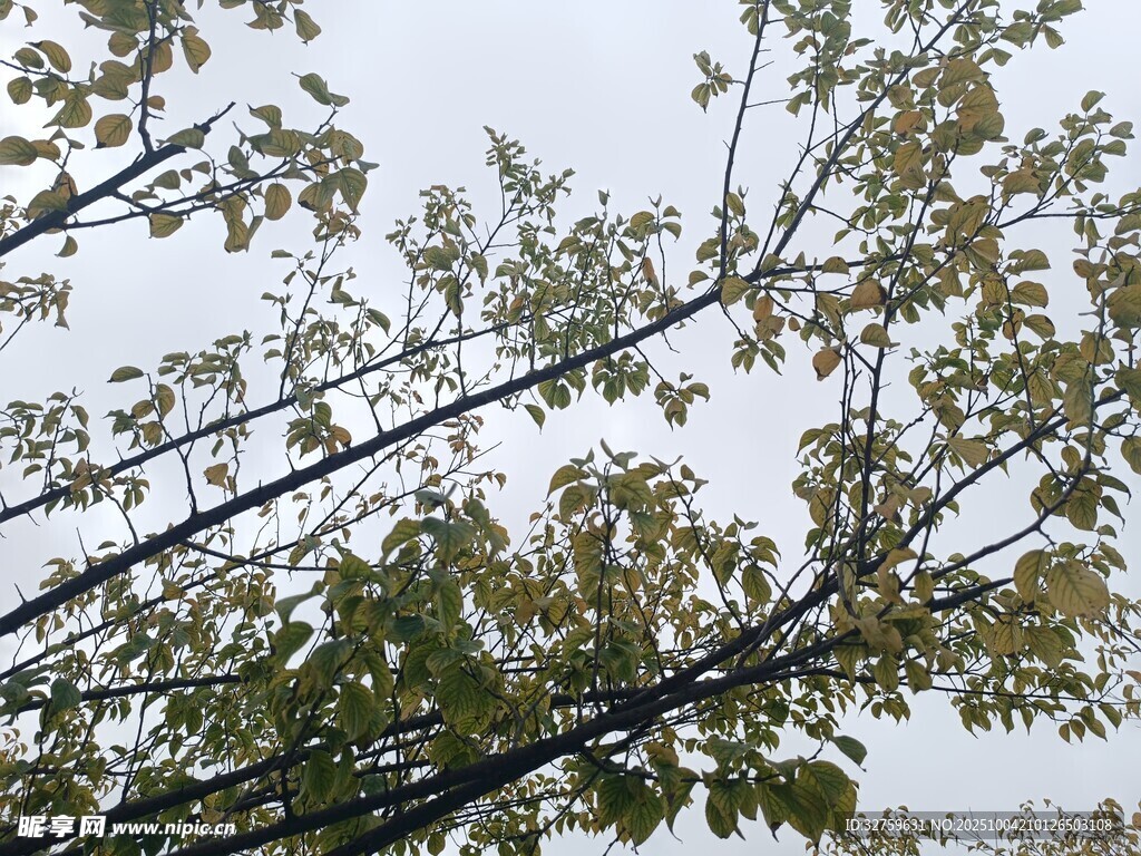 枝头绿叶映灰白天空