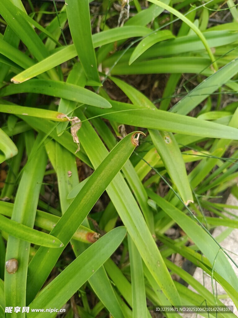 翠绿修长的草本植物