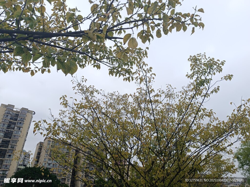 城市中繁茂的绿树景观
