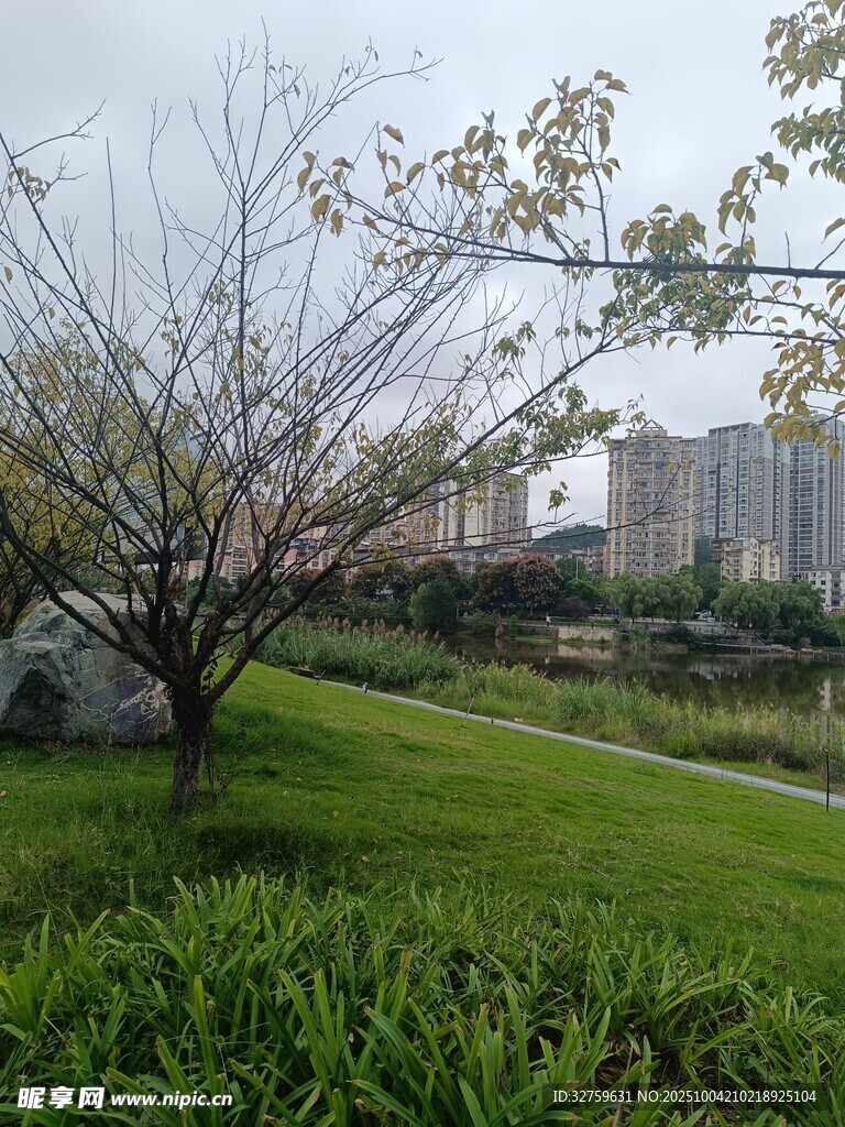 春日草地旁的光秃树木
