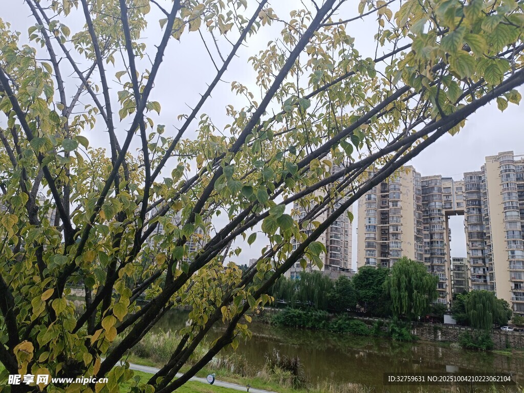 湖畔绿树与高楼景致