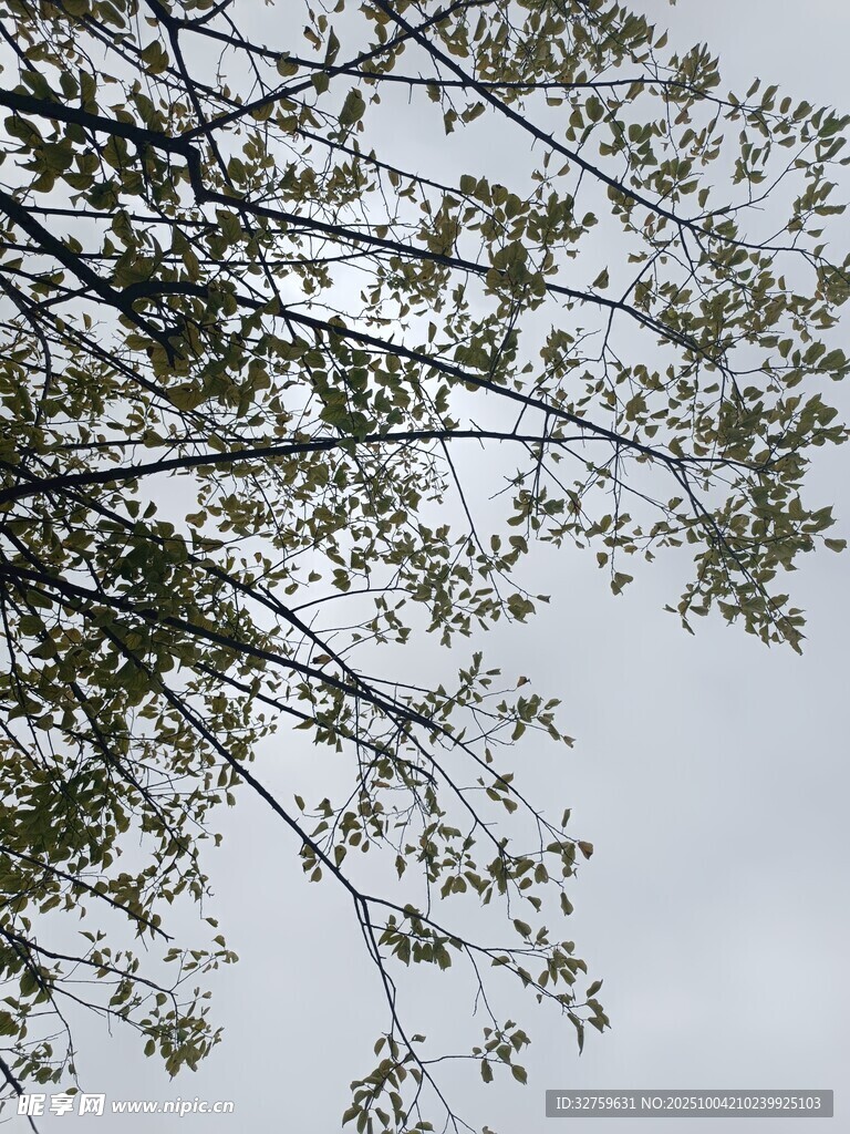 树枝上的绿叶与灰白天空