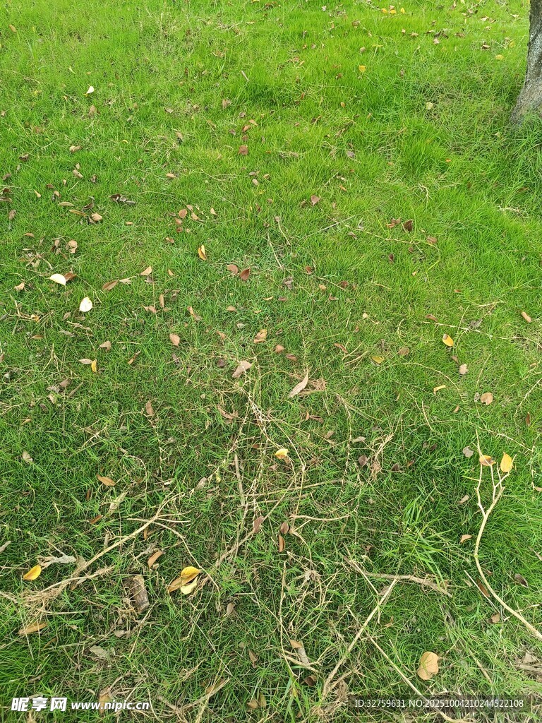 草地中的枯枝杂草景象