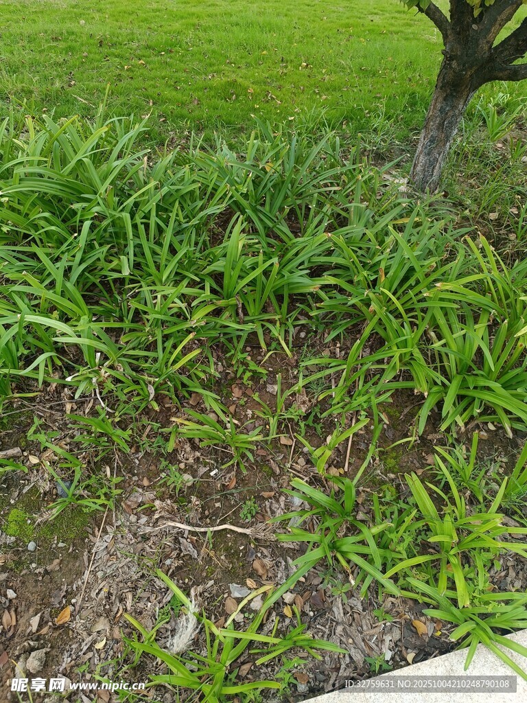 草地边的绿植景观
