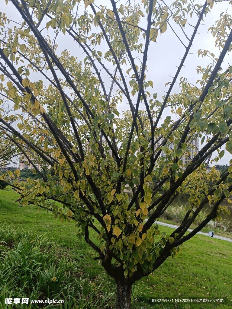 秋日枝头黄绿相间的树