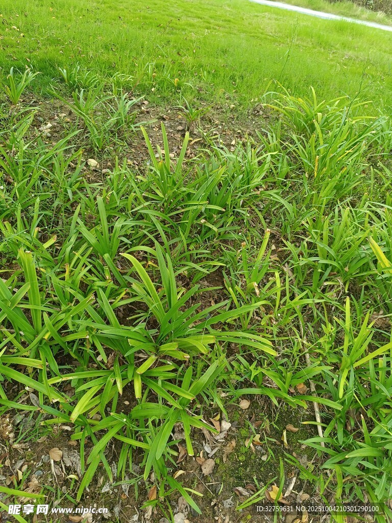 嫩绿草地特写