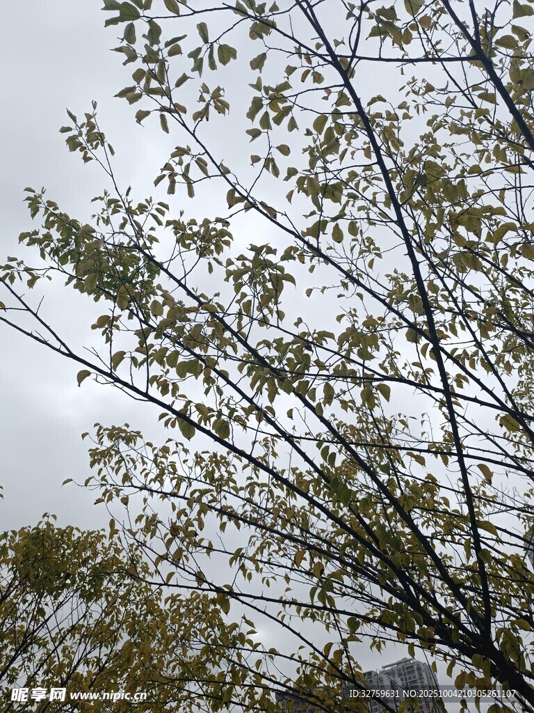 枝头嫩叶映灰白天空