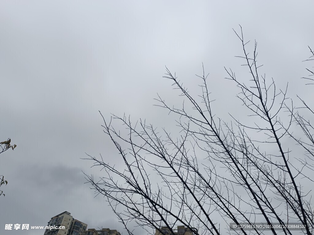 冬日枯树与飞鸟
