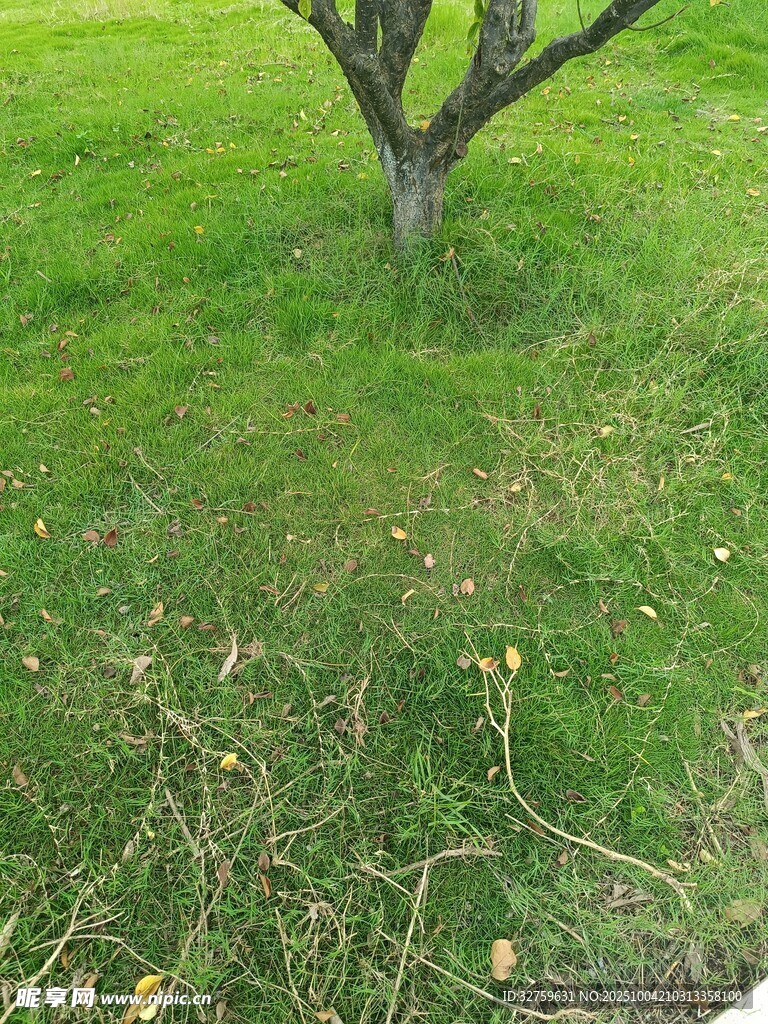 草地上的孤树