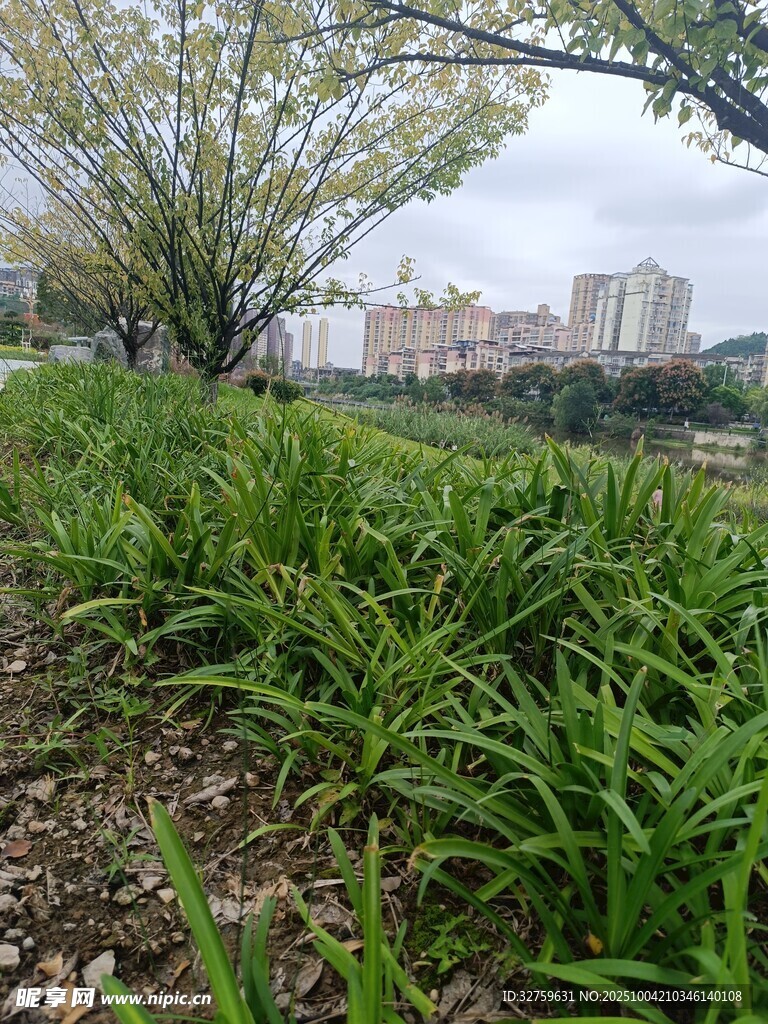 城市绿地中的葱郁青草