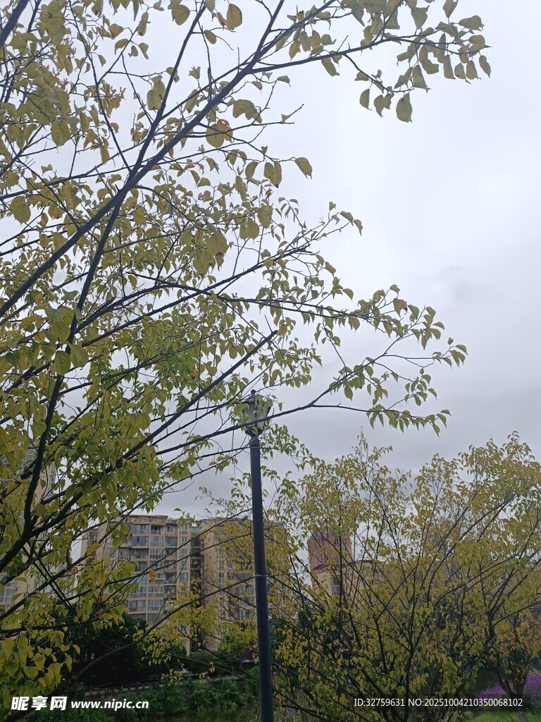 春日户外繁茂树木景致