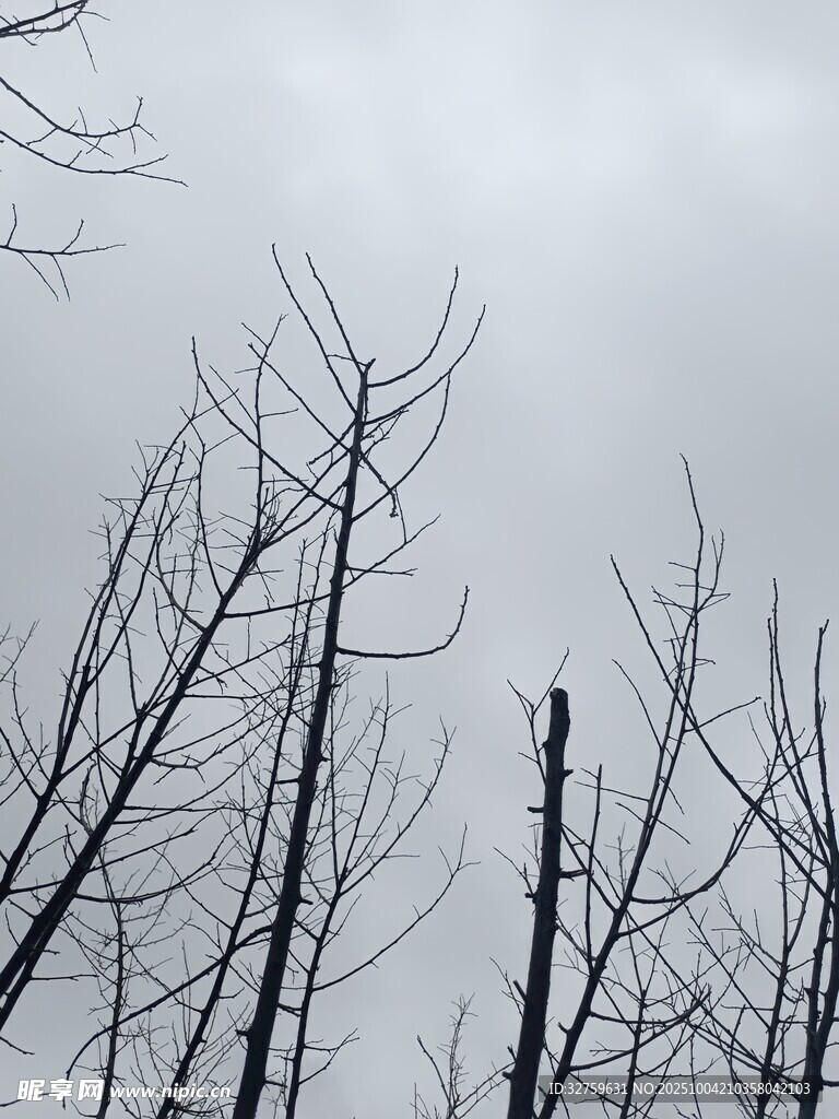 枯树挺立 