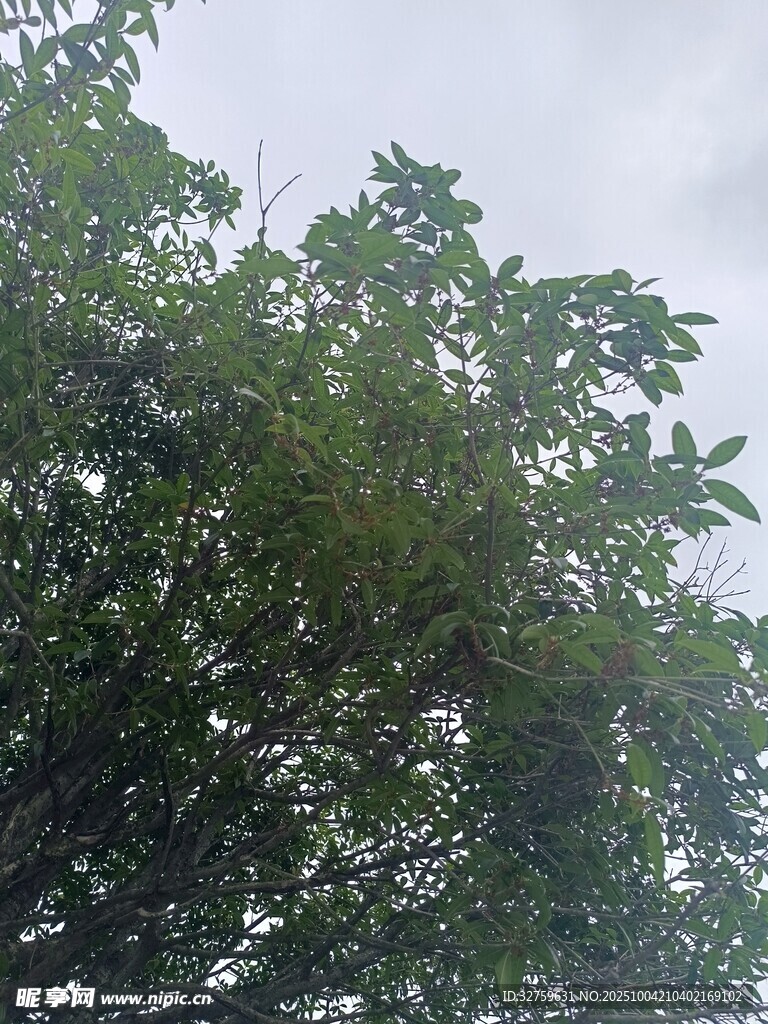 繁茂绿树