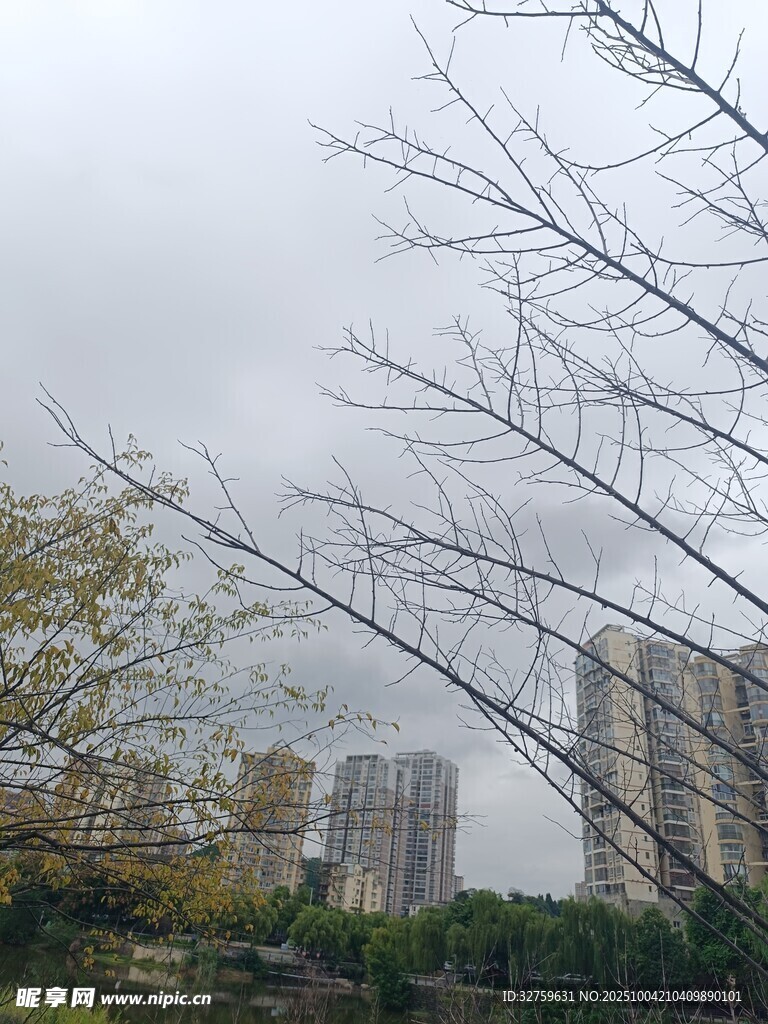 阴天里光秃树枝与高楼