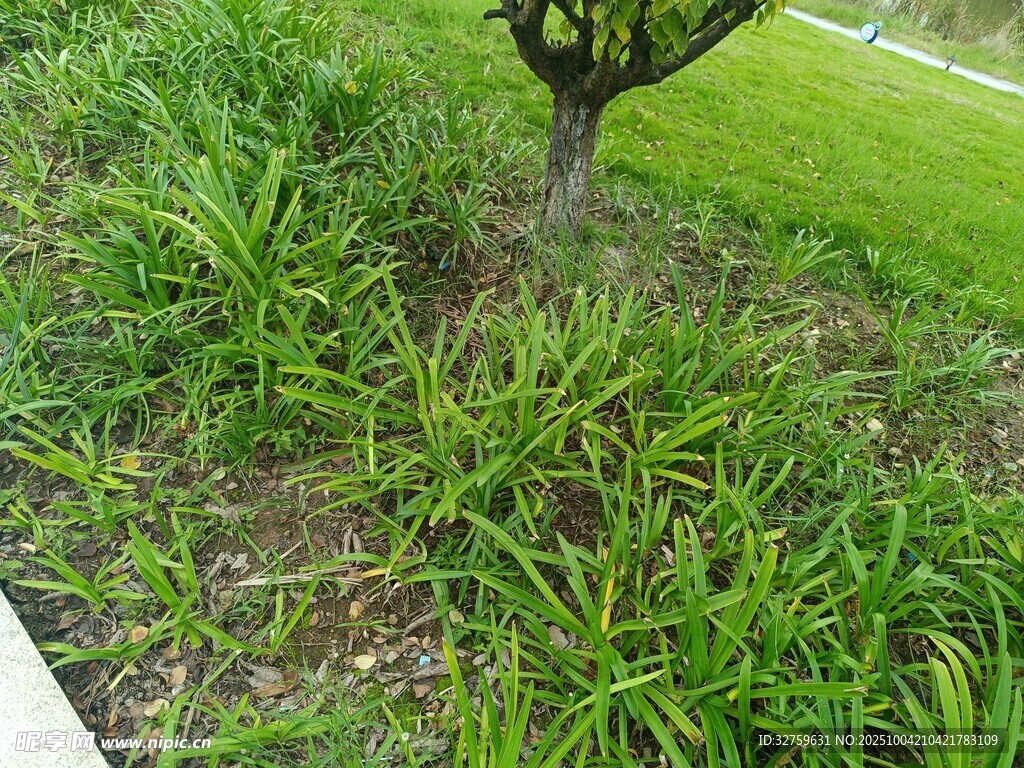 树下葱郁绿草景观