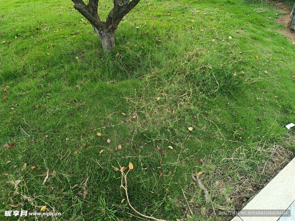 草地中的孤树