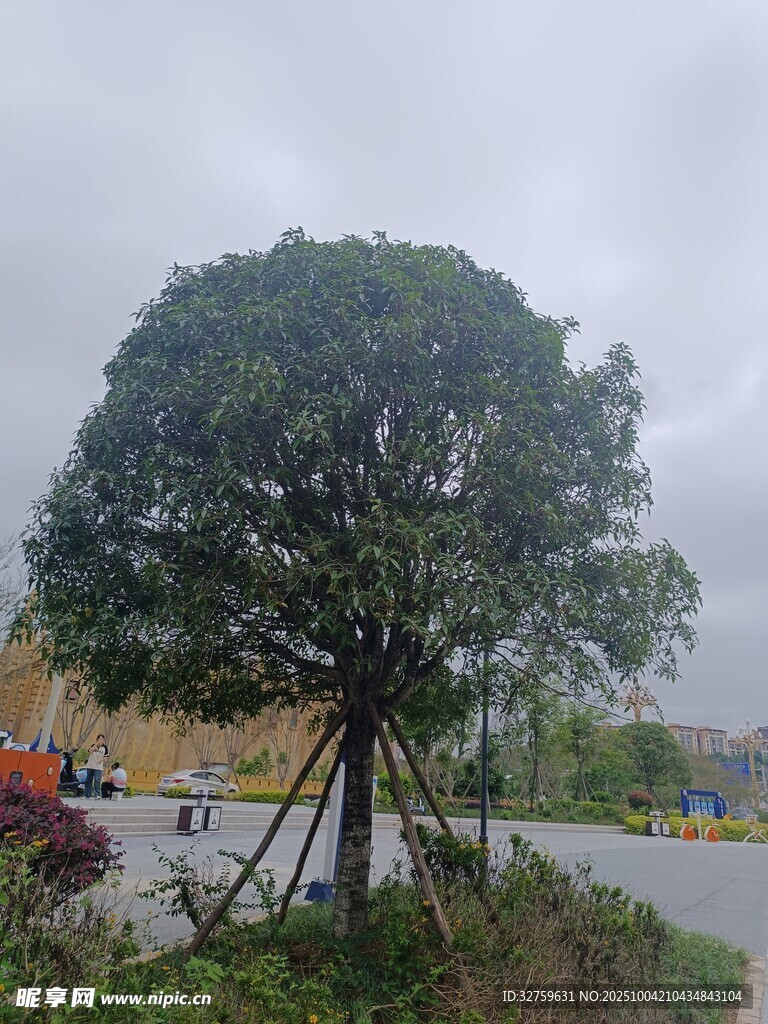 户外单棵绿树及周边景象