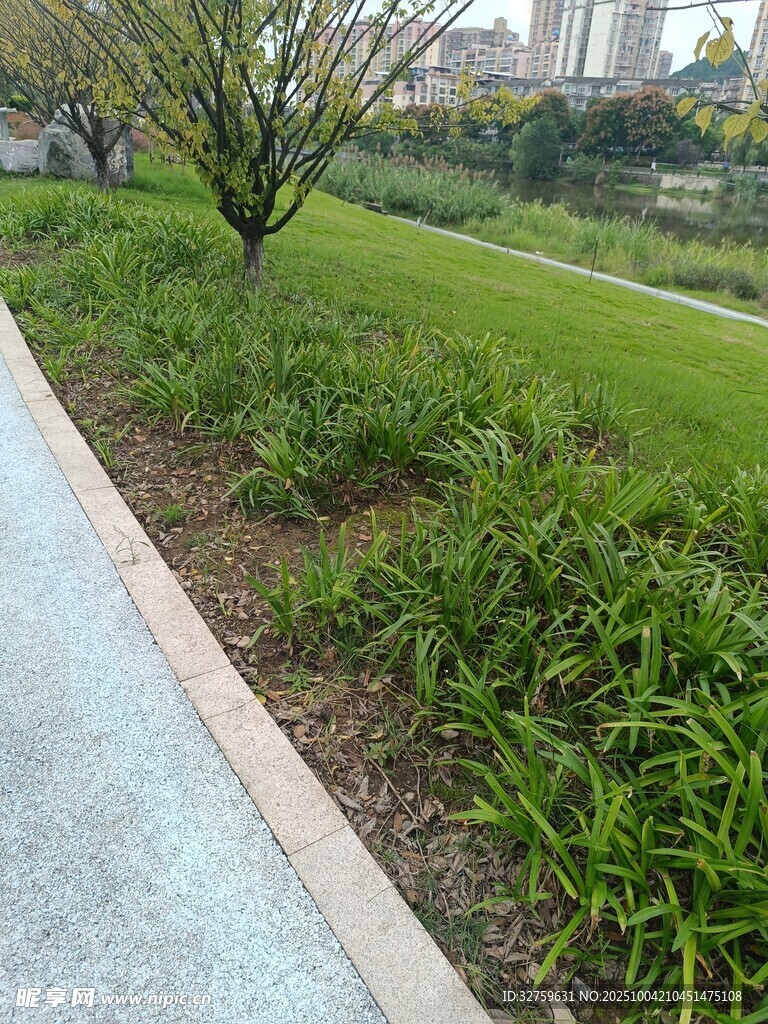 城市路边的绿植景观