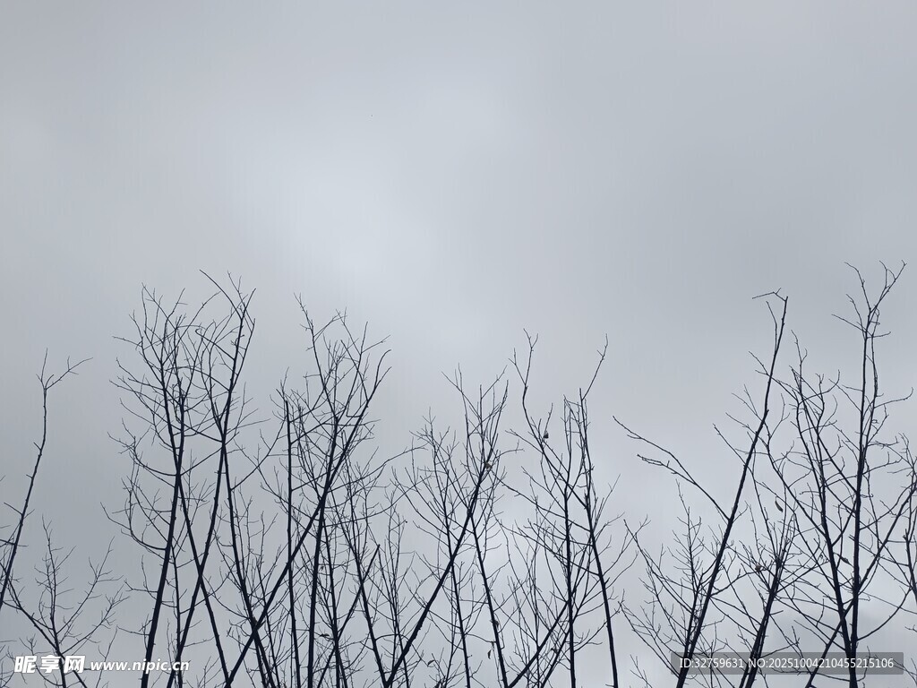 冬日枯树 