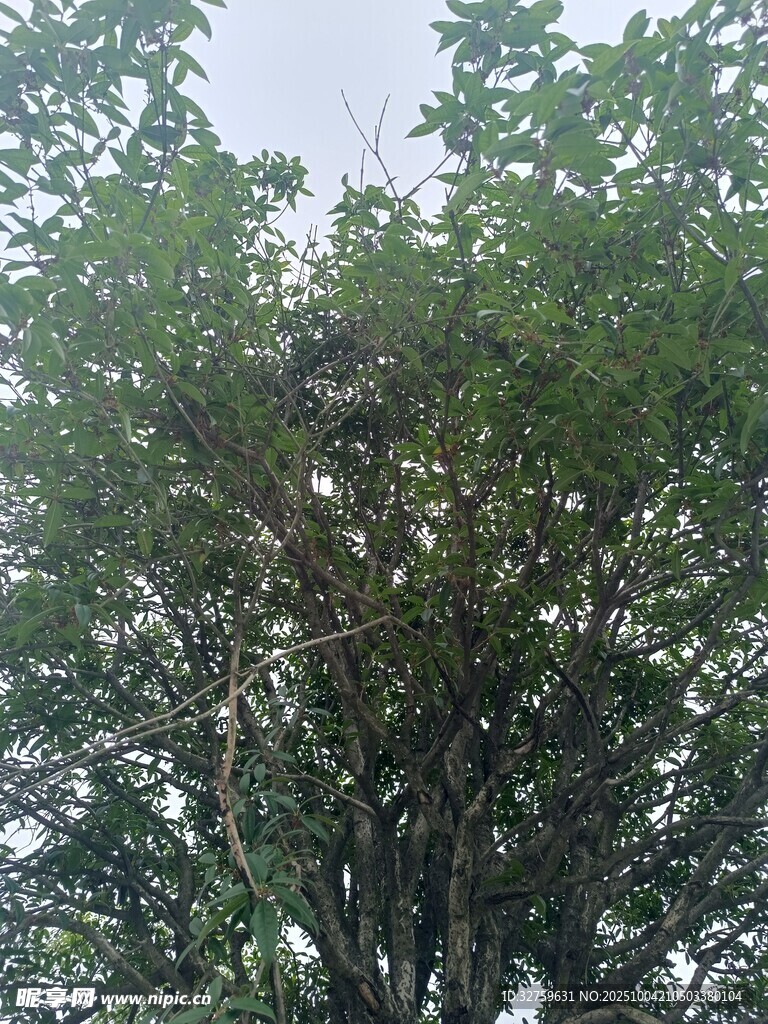 茂密葱郁的大树