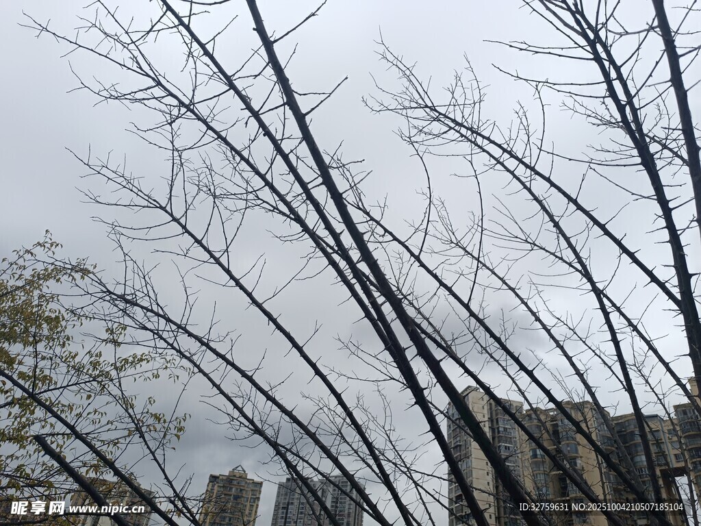 冬日枯树与远处建筑