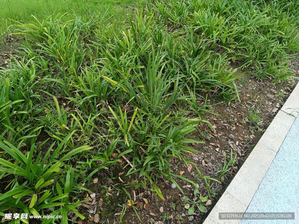 路边嫩绿丛生植物景观