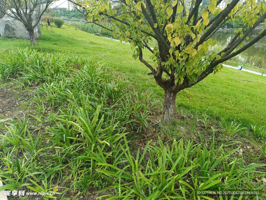 绿意盎然的草地与树木
