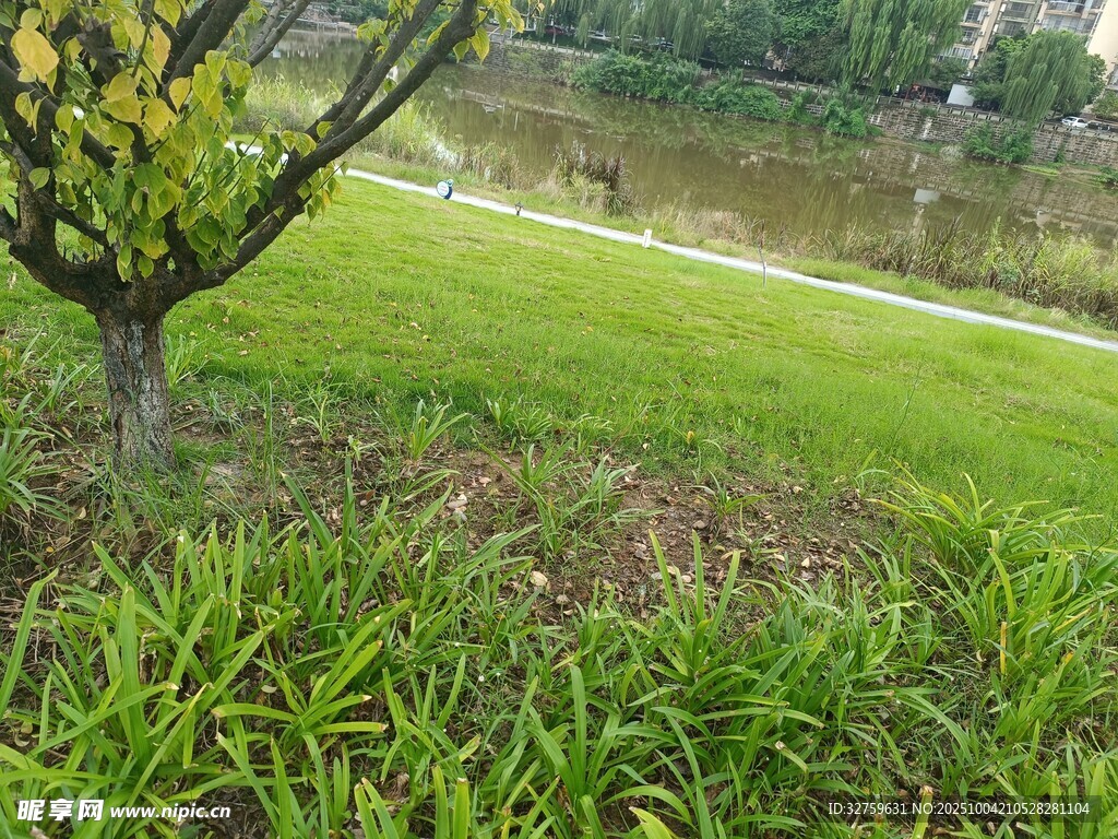 湖畔绿草树木自然景致