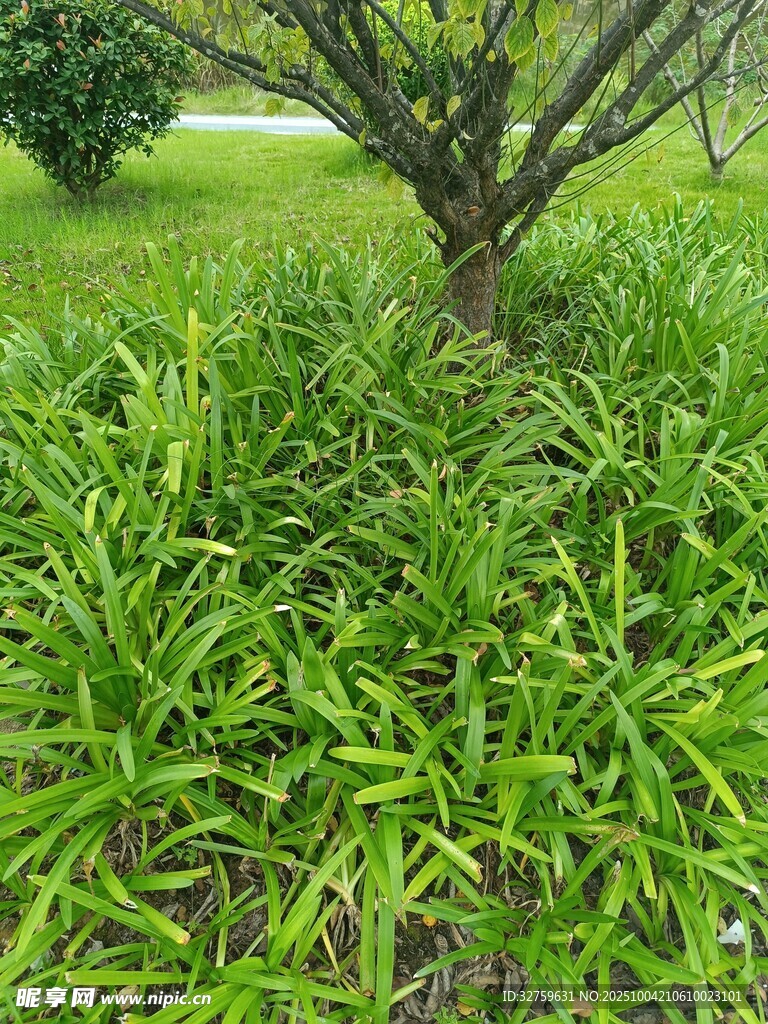 树下葱郁绿植景观