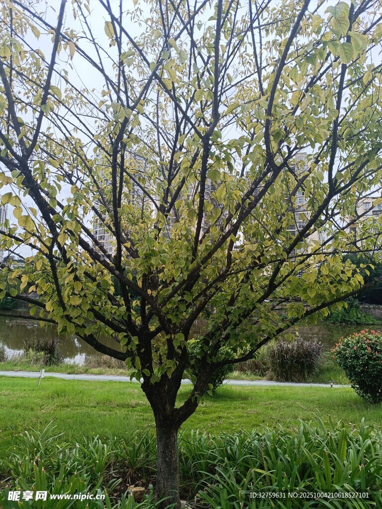 春日花园中的光秃树木