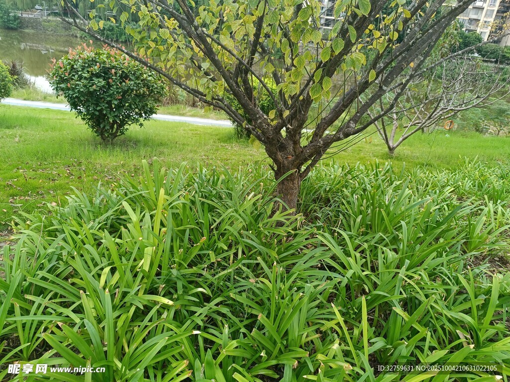 庭院中的绿植与树木