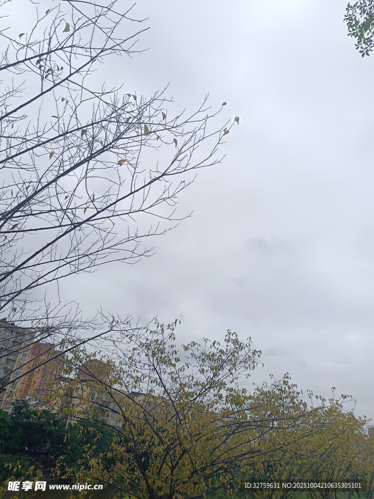 阴天的树林与天空景象