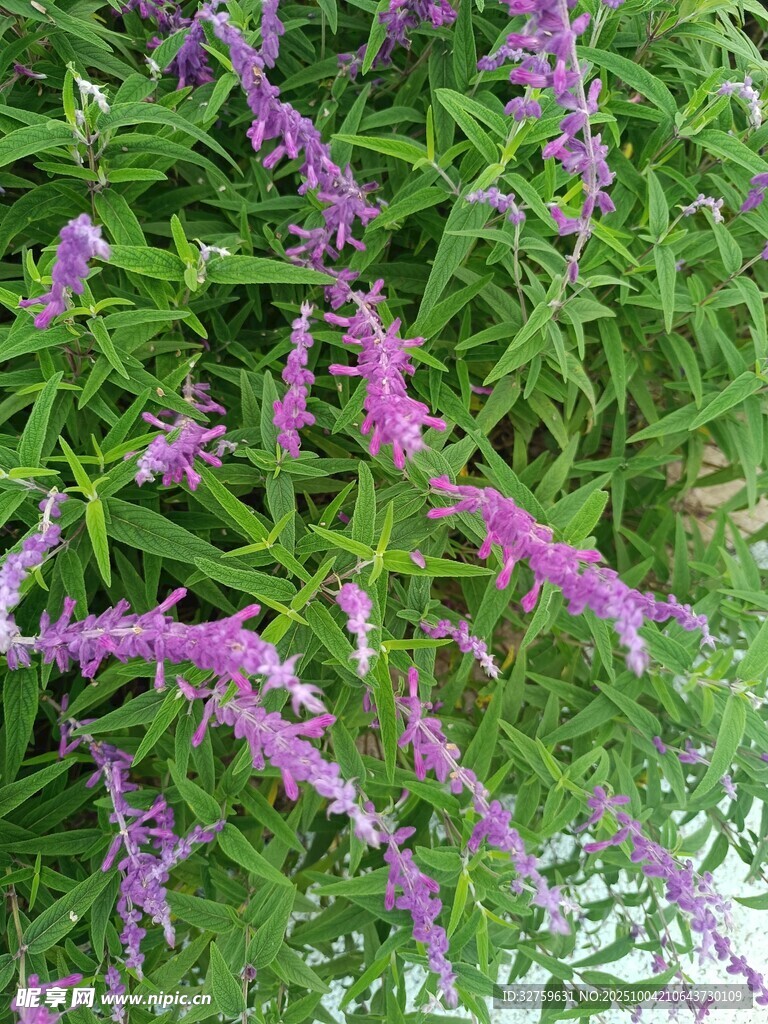 紫色穗状花草特写