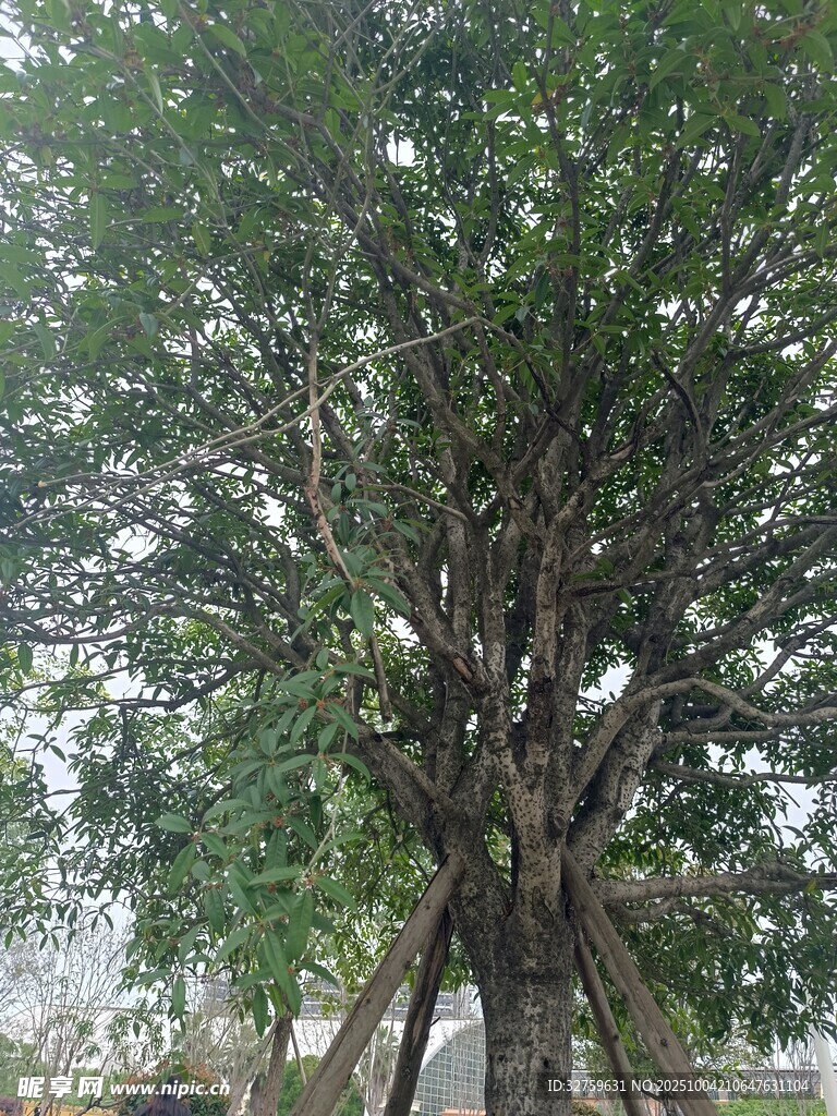 茂盛大树 